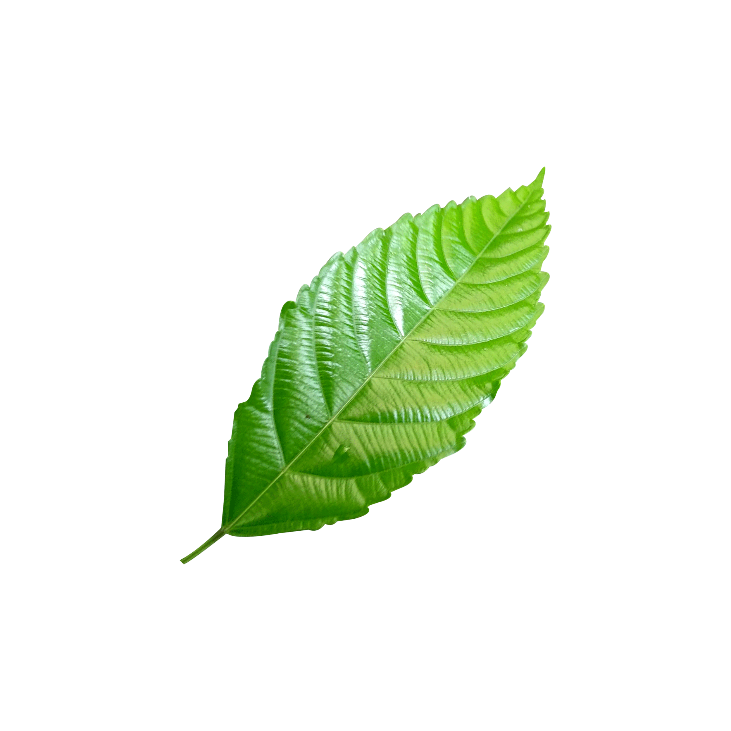 daun